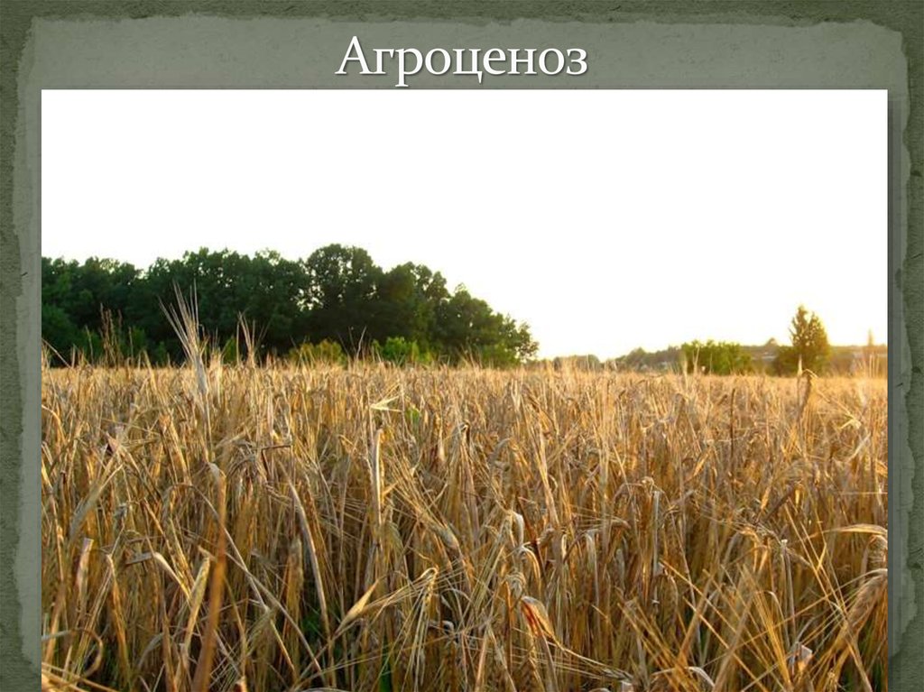 Агроценоз