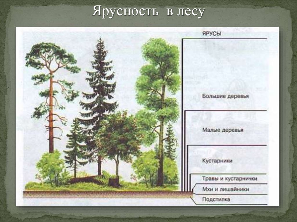 Ярусное строение биогеоценоза схема