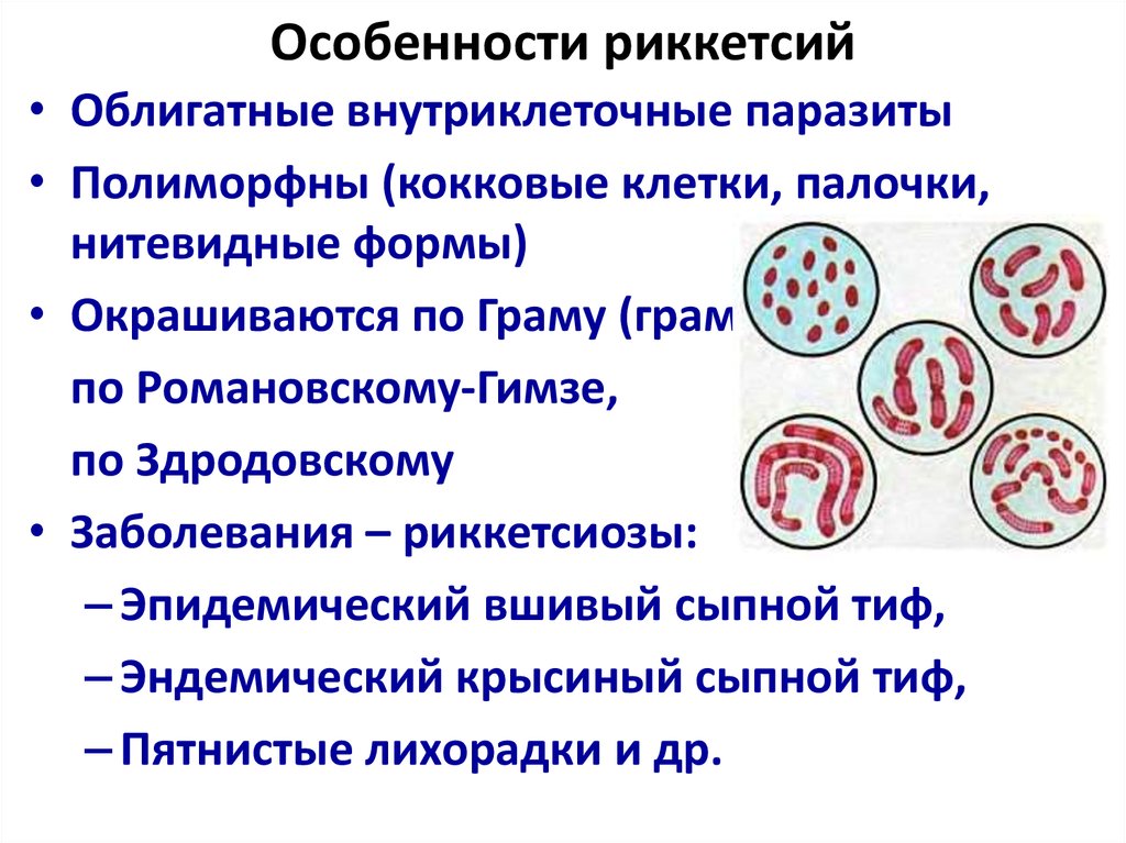 Риккетсии микробиология презентация