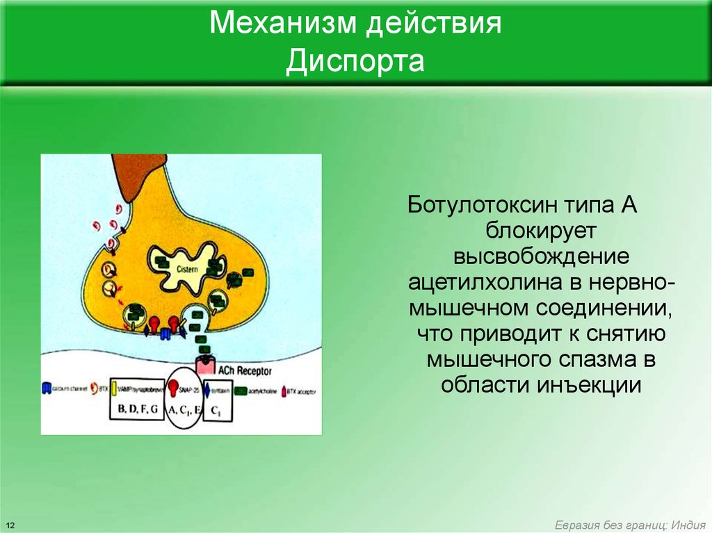 Ботулинический токсин относится к