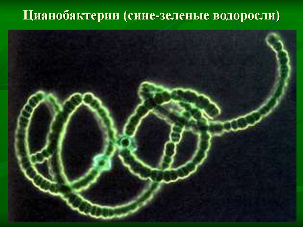 Прокариоты бактерии и сине-зеленые водоросли. Сине зеленые бактерии. Железобактерии прокариот. Железобактерии биотехнологии.