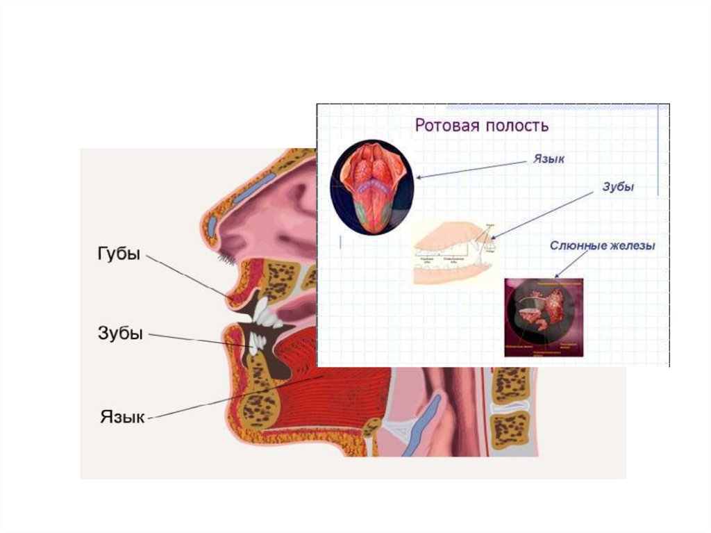 Функции ротовой полости. Полость рта фон для презентации. Зачем нужен язычок в ротовой полости. Остеофиты в ротовой полости.