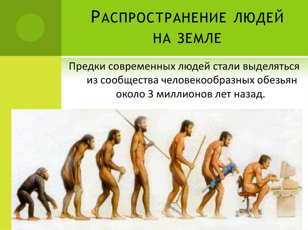 К предкам человека не относится. Предки современного человека. Предком современного человека является. Непосредственный предок современного человека -.