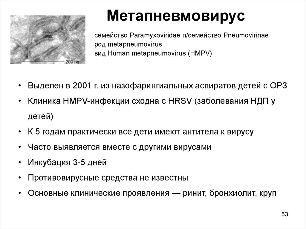 Метапневмовирус микробиология презентация