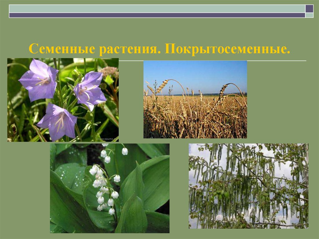Семенные растения примеры 6 класс. Семенные растения. Покрытосеменные растения. Высшие семянные растения. Семенные растения названия растений.