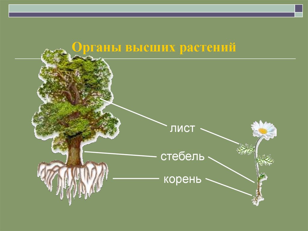 Высший организм. Органы высших растений. Высшие растения органы. Органы высших растений вегетативные и репродуктивные. Схема разнообразие органов высших растений.