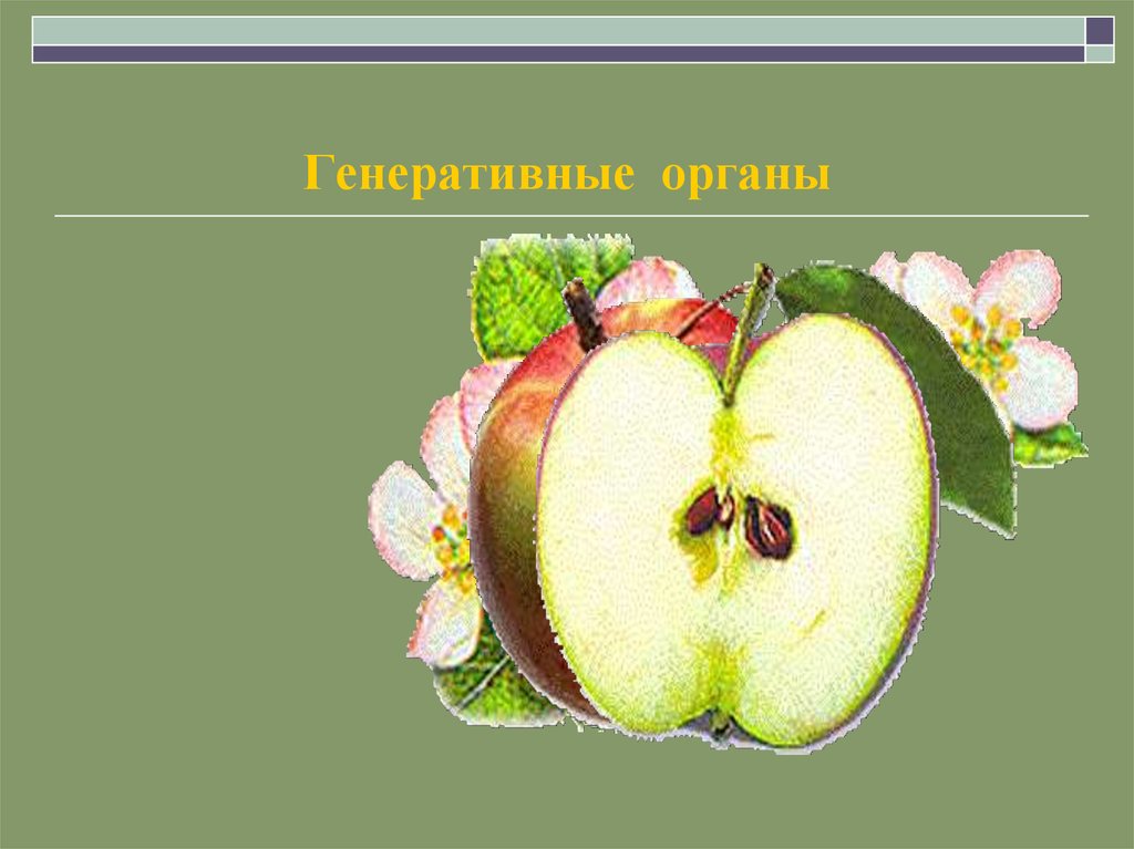 Генеративные органы семя плод. Генеративные органы. Генеративные органы: цветок плод с семенами. Цветки плоды и семена органы. Генеративный орган внутри плода.