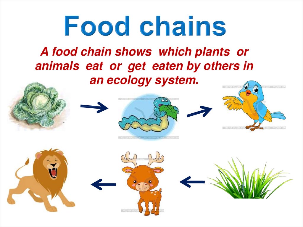 Synecology or - Community Ecology лекция - презентация онлайн