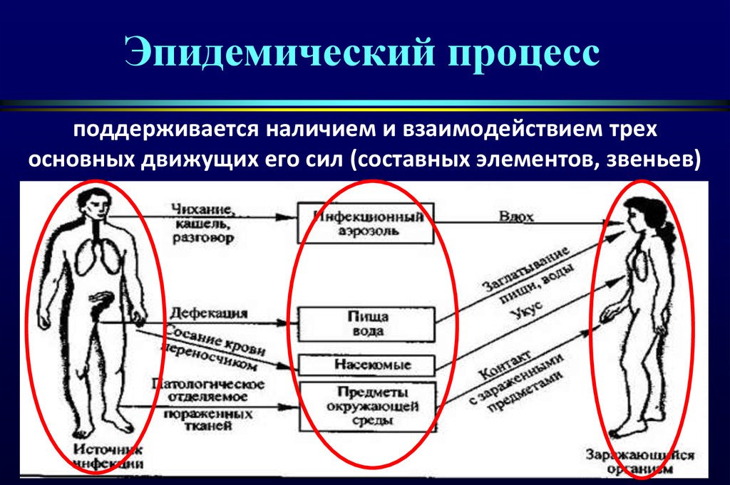 3 звена эпидемического процесса