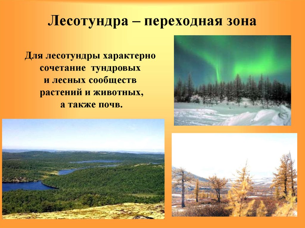 Тундра природная зона россии климат
