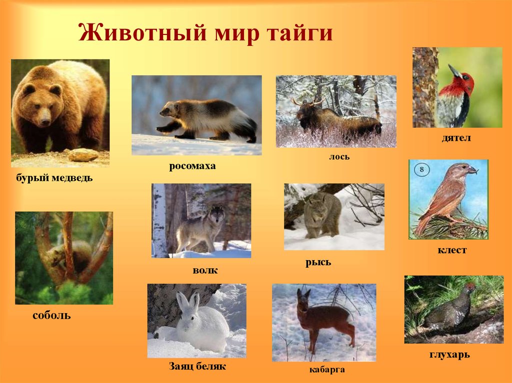 В какой природной зоне встречается медведь. Животные зоны тайги в России. Животный мир тайги в России 4 класс. Животные обитающие в тайге. Животный мир таежной зоны.