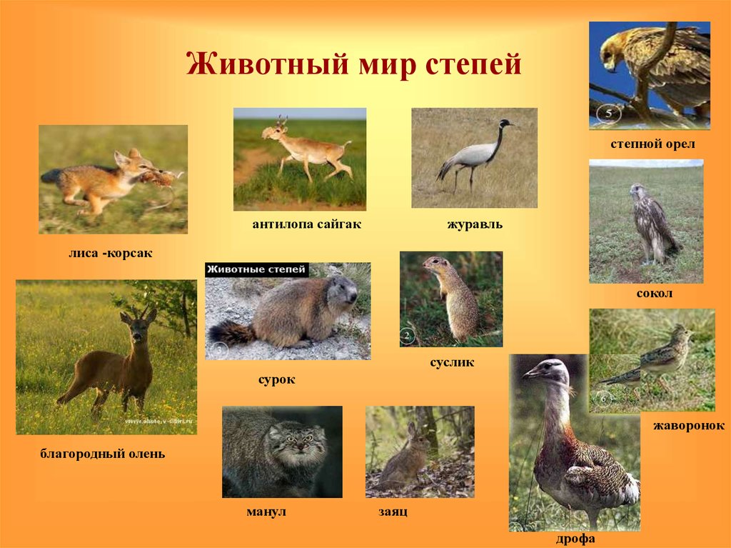 Кто живет в степи животные. Зона степей животный мир. Природная зона степь России животный мир. Животные степекй. Типичные животные степи.