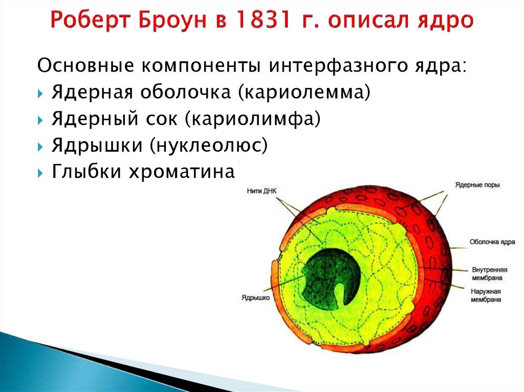 Презентация строение ядра