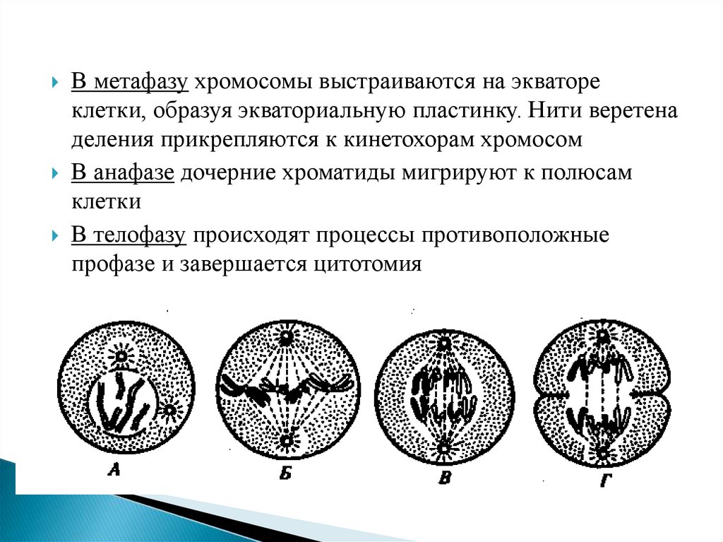 Строение и функции интерфазного ядра эукариотической