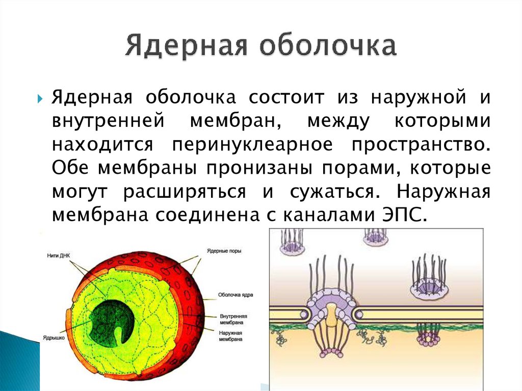 Состав ядра презентация