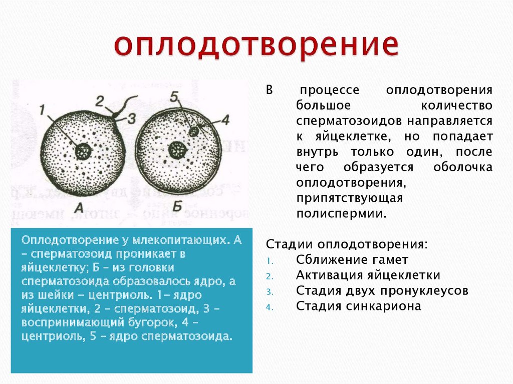 Строение и функции интерфазного ядра эукариотической