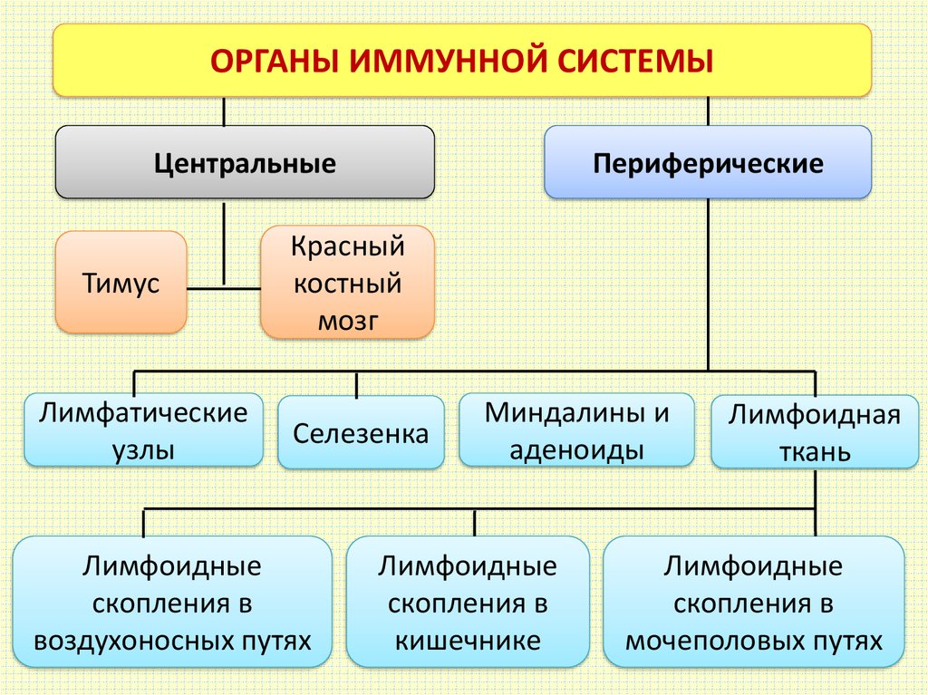 Органы иммунной системы человека схема