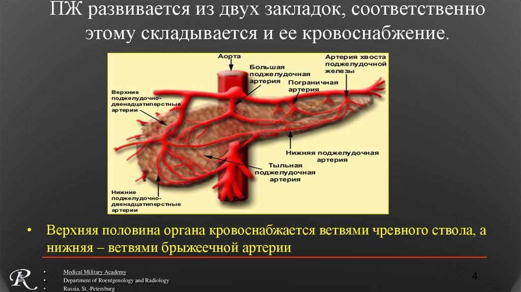 Статья артерия жизни по дну чего. Источники кровоснабжения поджелудочной железы. Венозное кровообращение поджелудочной железы. Кровоснабжение поджелудочной железы анатомия схема. Анатомия кровоснабжения поджелудочной артерии.