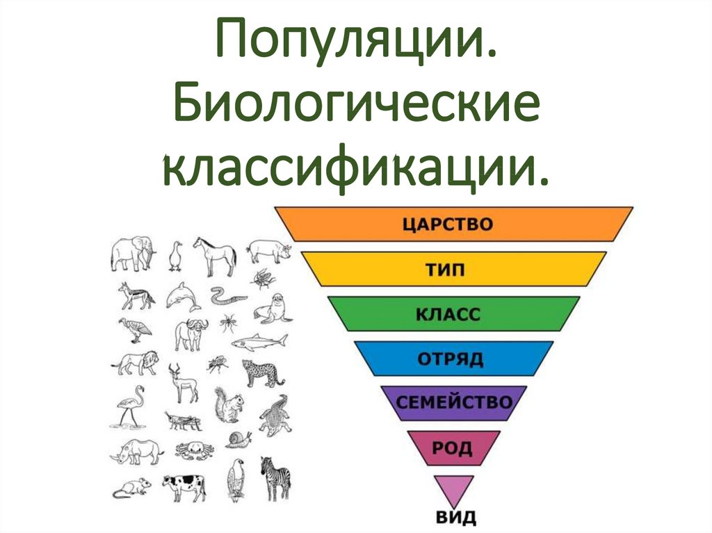 Биологическая классификация. Биологическая систематика. Классификация биоразнообразия. Систематика популяция.