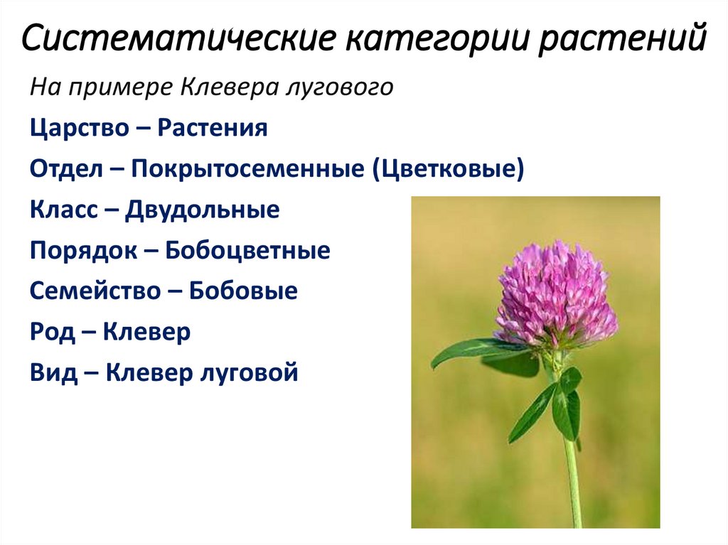 Признаки таксономических групп. Клевер вид род отдел царство. Таксоны растений таблица растений. Таксоны клевера. Систематические таксоны р.