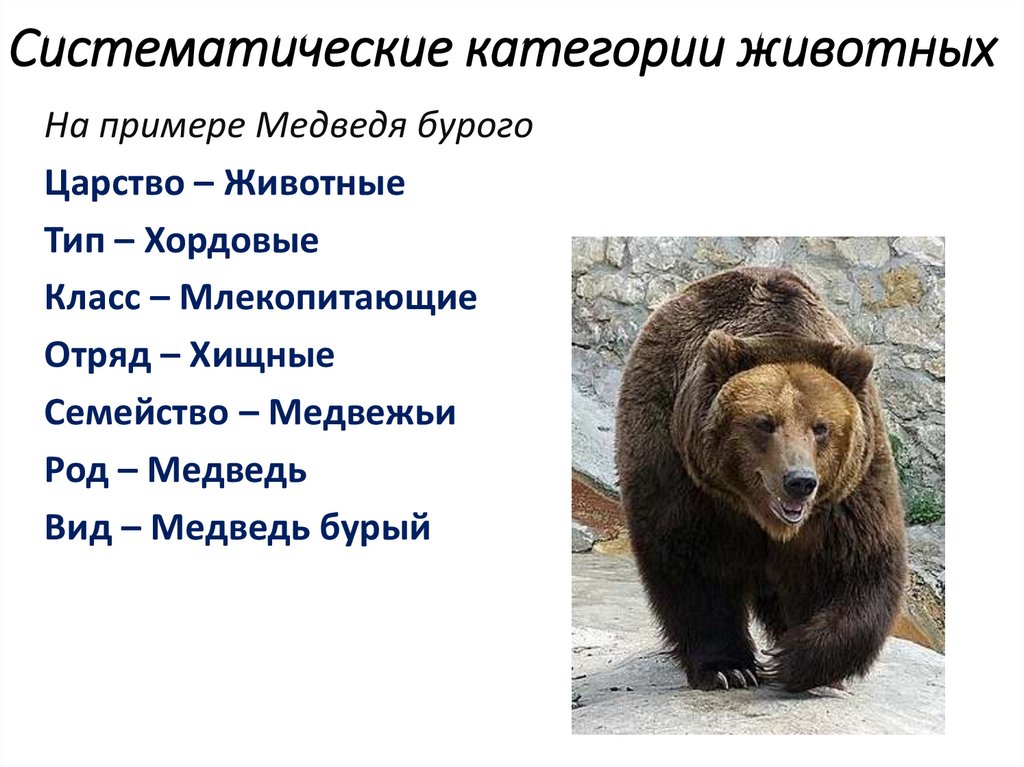 Систематической категорией объединяющей всех млекопитающих животных считается. Систематика животных медведь бурый. Систематическое положение бурого медведя. Классификация бурого медведя. Систематика бурого медведя.