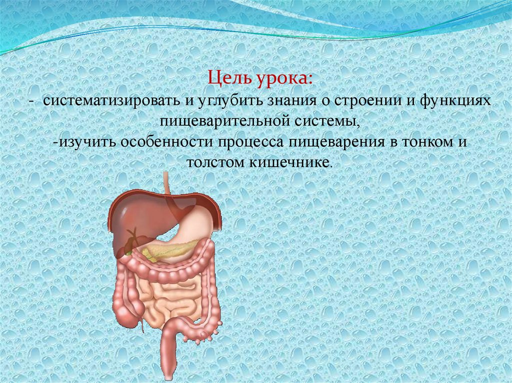 Толстый и тонкий кишечник презентация