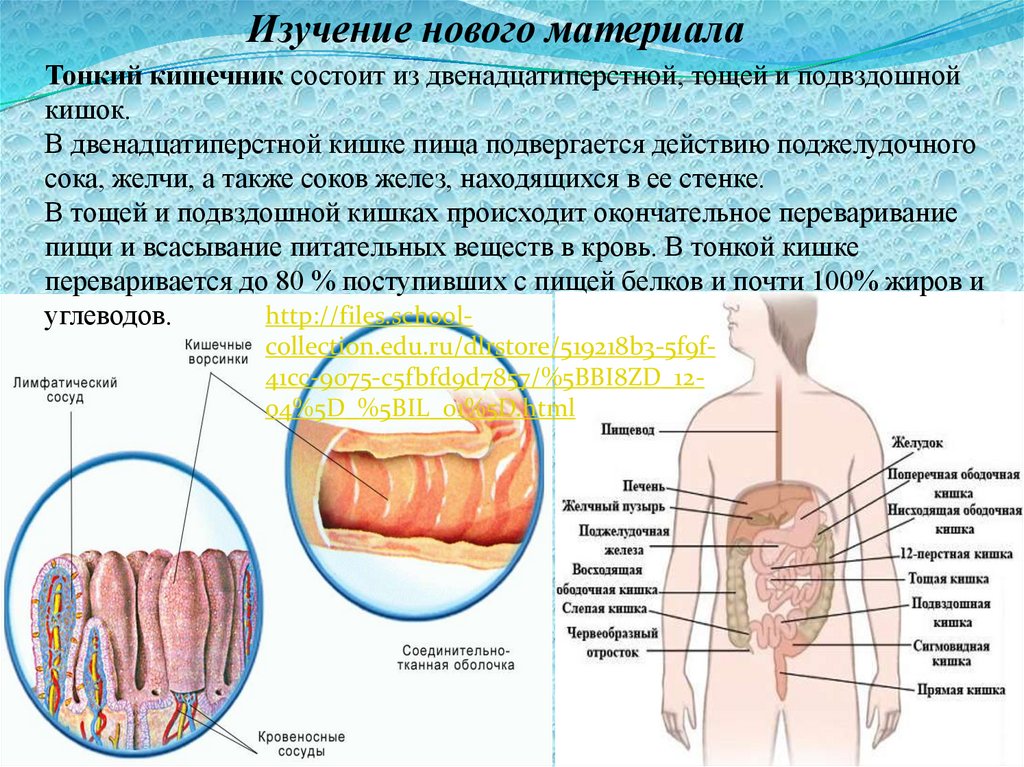 Как осуществляется процесс всасывания питательных