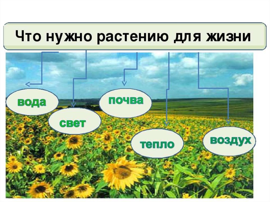 Урок растений. Что нужно растениям для жизни. Растению для жизни необходимы. Условия необходимые для жизни растений. Что нужно для жизни рас.