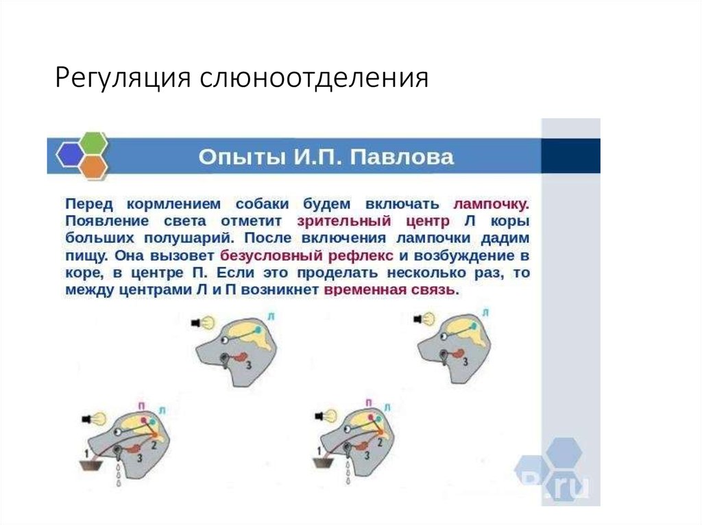 Вставь пропущенные термины на схеме регуляция слюноотделения