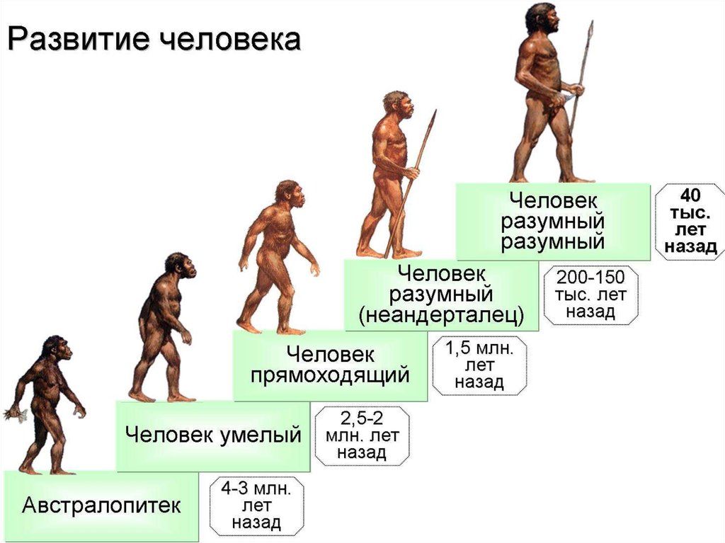 Предки людей виды. Этапы развития человека хомо сапиенс. Эволюция человека до хомо сапиннса. Этапы эволюции хомо сапиенс. Ступени развития человека хомо сапиенс.