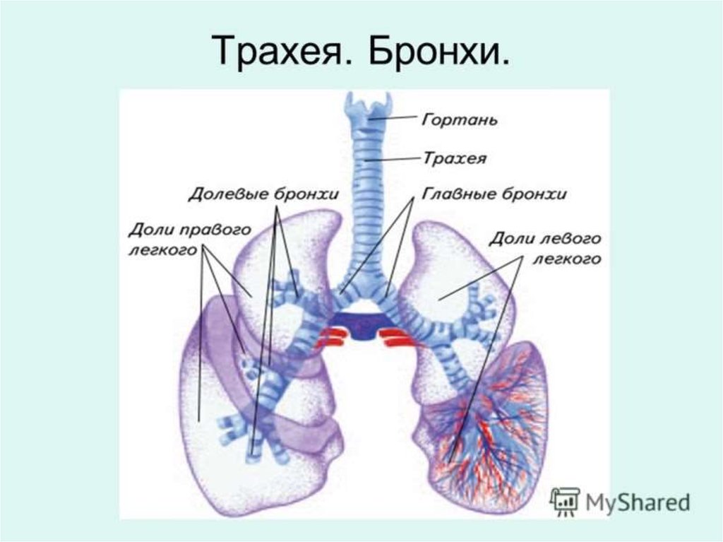 Строение и функции трахеи и легких. Трахея бронхи лёгкие анатомия. Дыхательная система строение трахея. Дыхательная система трахея анатомия человека. Гортань трахея бронхи строение.