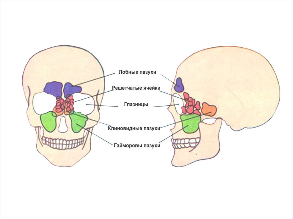Околоносовые пазухи картинка