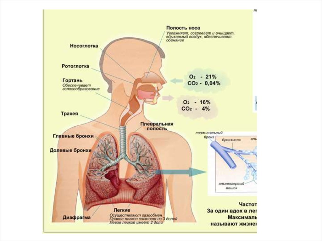 Процесс дыхания человека схема