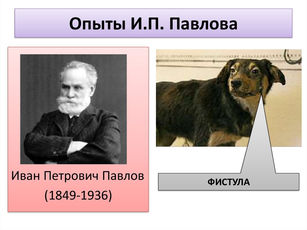 Павлова почему назвали. Опыты и п Павлова. Собака Ивана Петровича Павлова.