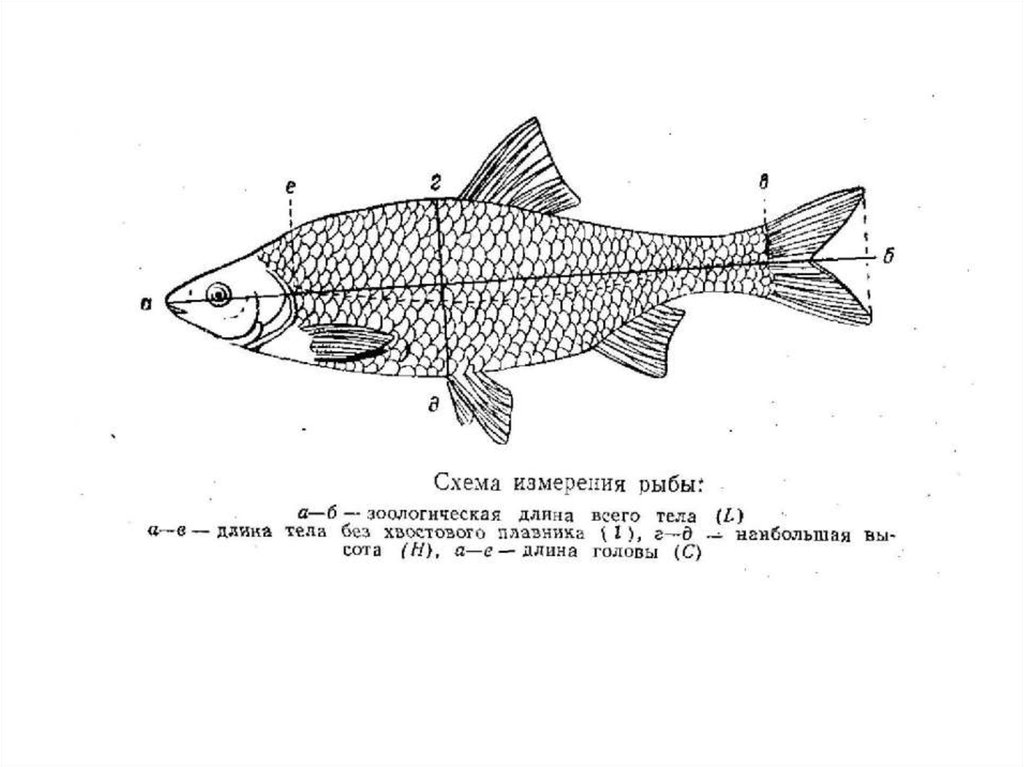 Длина рыбы. Схема измерения рыбы. Схема измерения карповых рыб. Схема измерения рыбы по правилам рыболовства. Схему измерения промысловой рыбы.