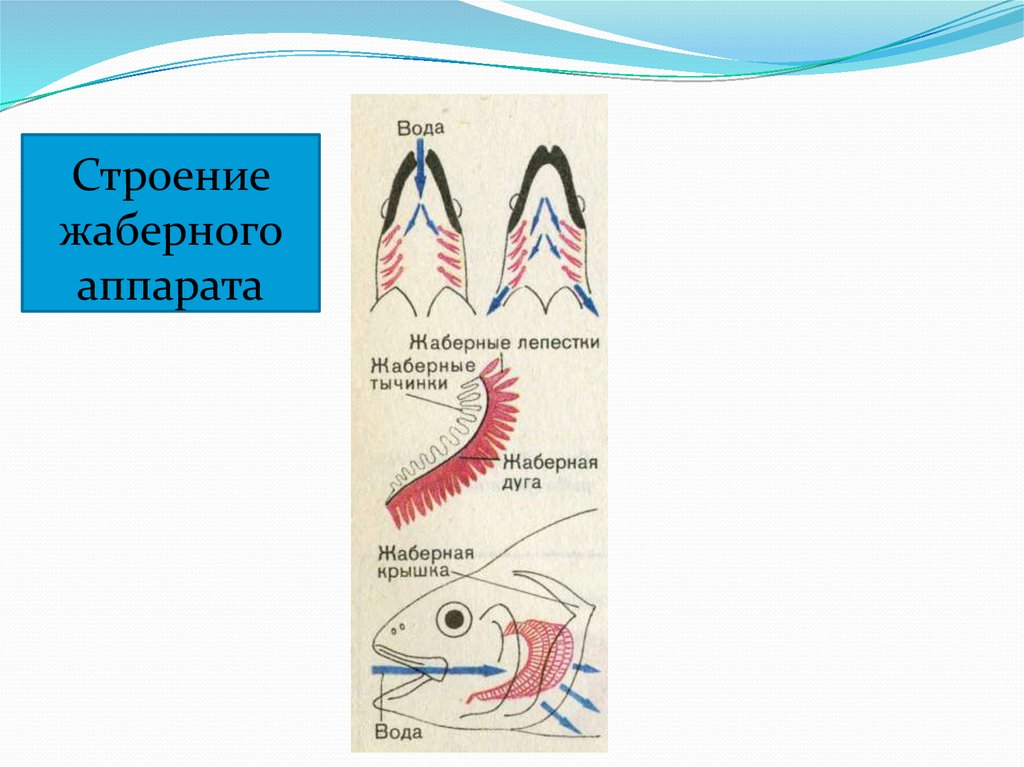 Какую функцию выполняют жаберные тычинки. Строение жаберного аппарата. Схема жаберного аппарата. Строение ;f,hjyjuf. Производные жаберного аппарата.