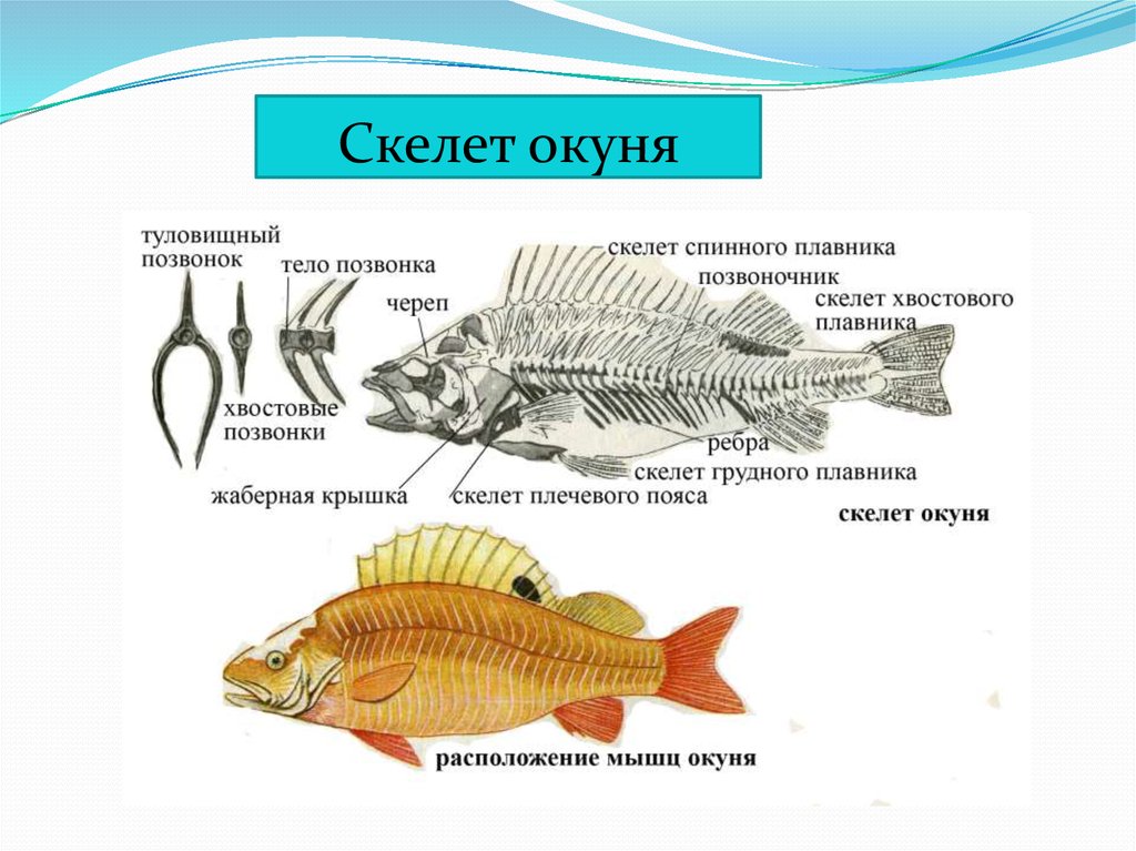 Презентация на тему класс рыбы 8 класс