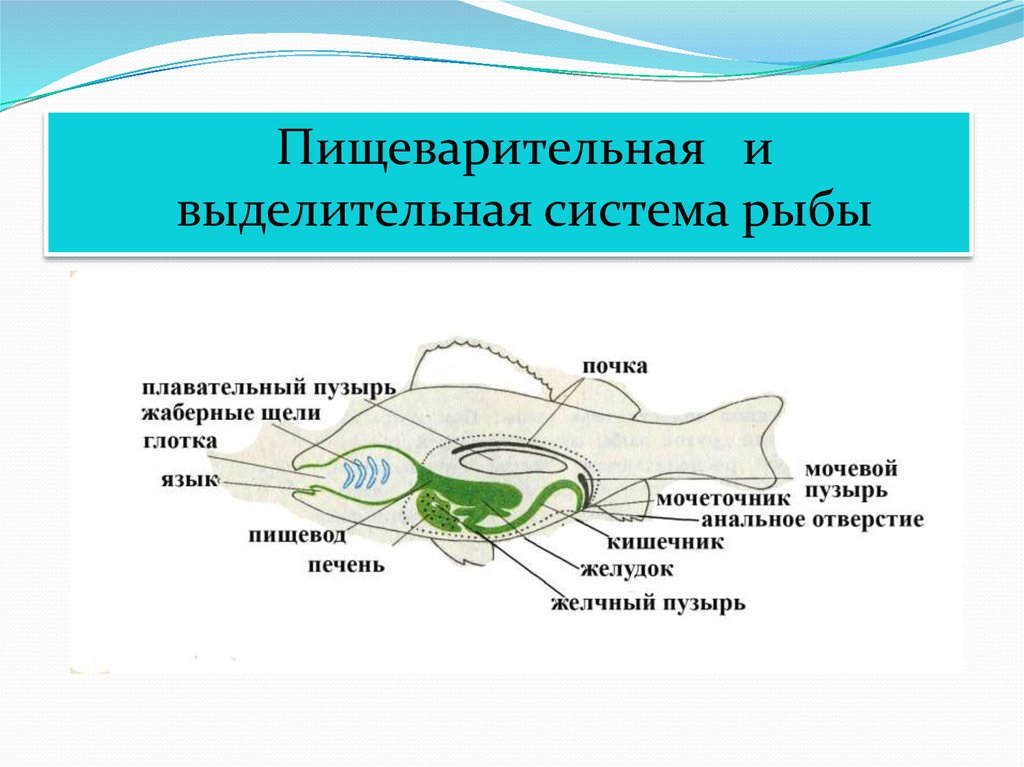 Выделительная система рыб схема