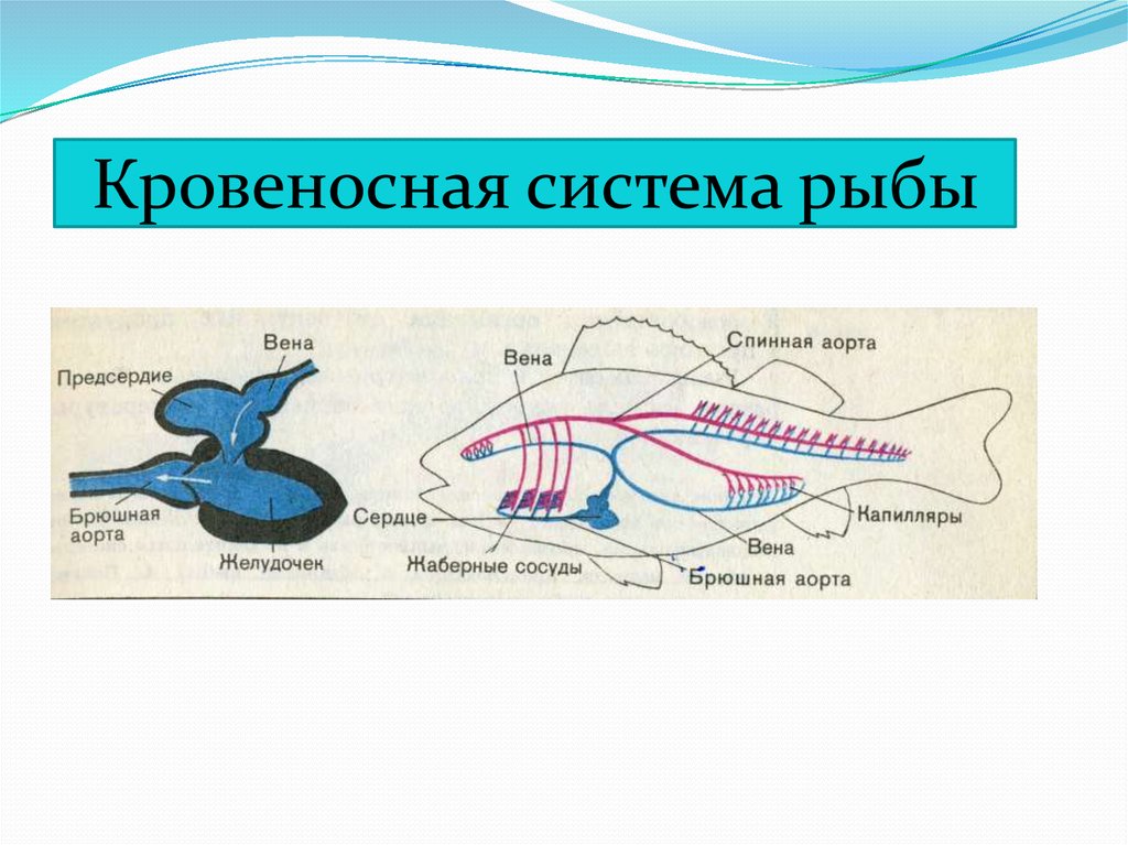 Кровеносная органы рыб. Кровеносная система рыб схема. Кровеносная система костных рыб схема. Схема строения кровеносной системы рыб. Кровеносная система костистых рыб.