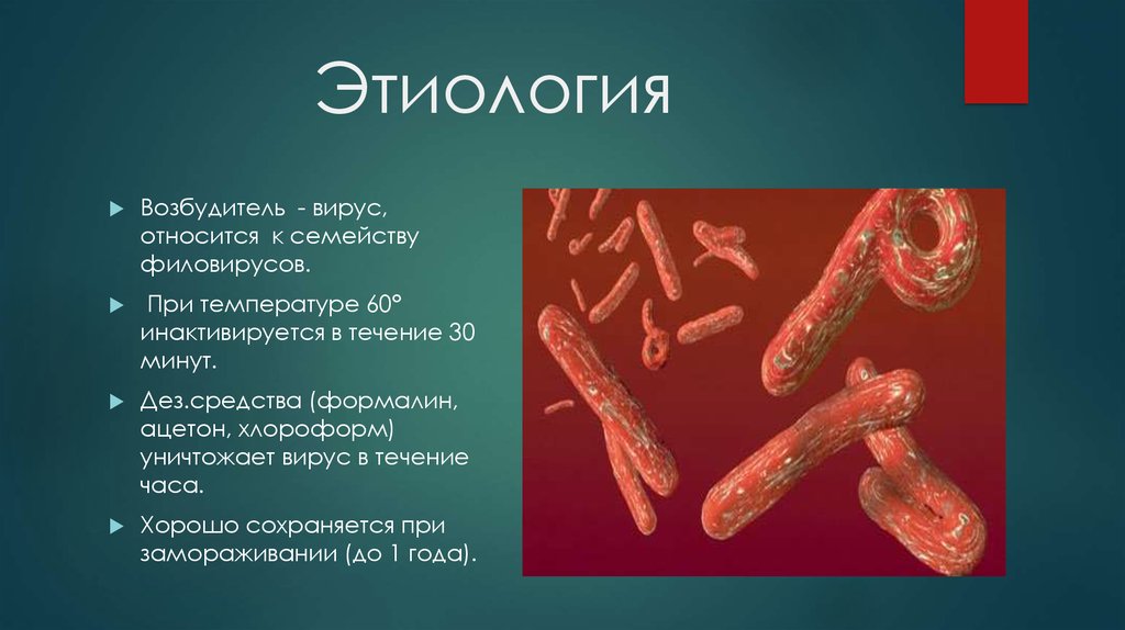 Этиология картинки для презентации