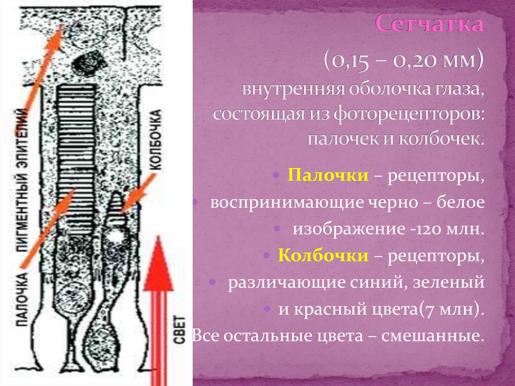 Рецепторы глаза. Рецепторы палочки и колбочки. Строение фоторецепторов глаза. Внутренняя оболочка глаза состоящая из фоторецепторов. Фоторецепторы строение и функции.