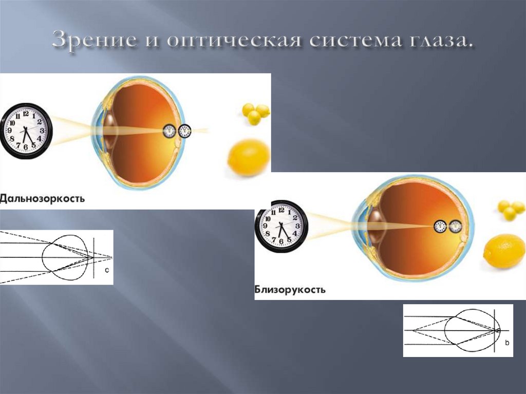 Зрение 16. Строение оптической системы глазного анализатора. Зрительный анализатор оптическая система глаза. Оптическая система глаза функции. Зрительный анализатор дальнозоркость и близорукость.