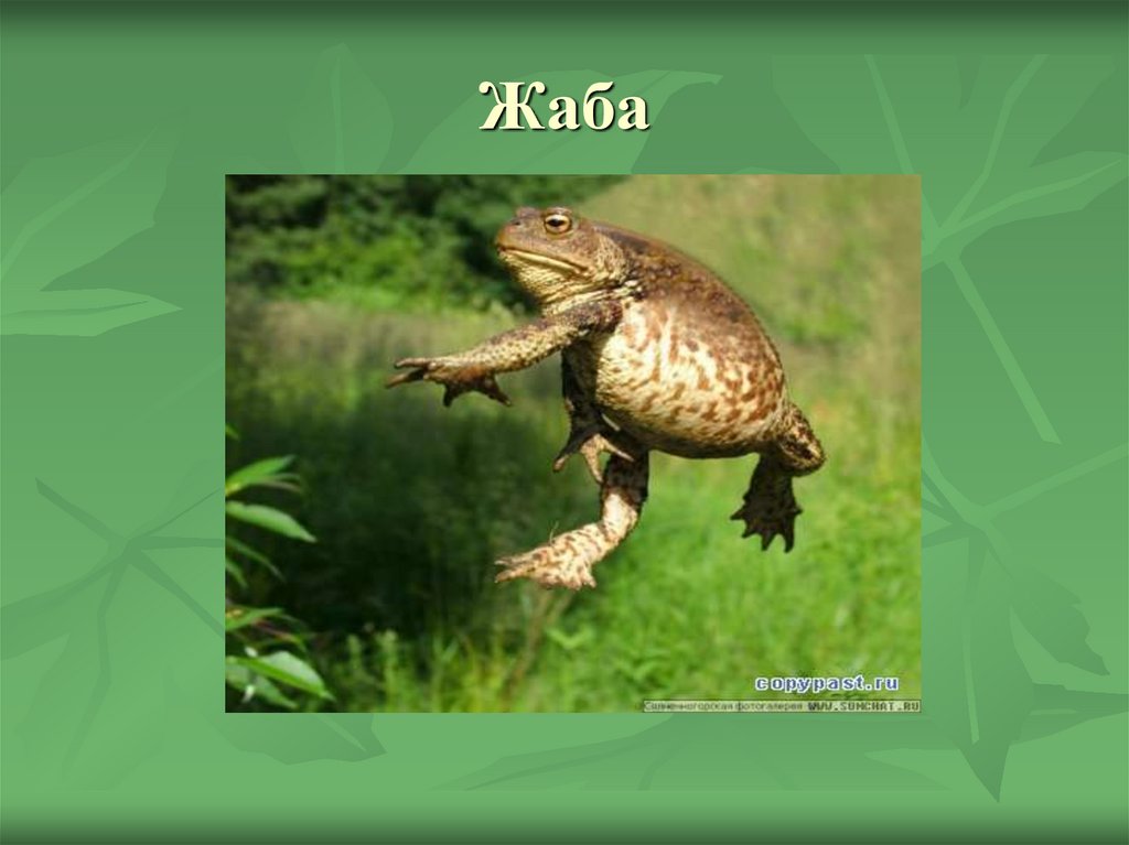 Жаба