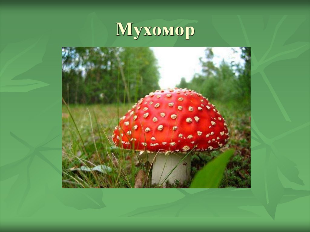 Мухомор