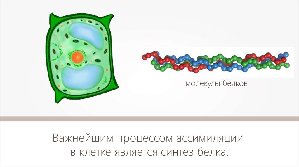 Ассимиляция синтез белка. Биосинтез белка ассимиляция. Белковосентезирующей частицей клетки являются.