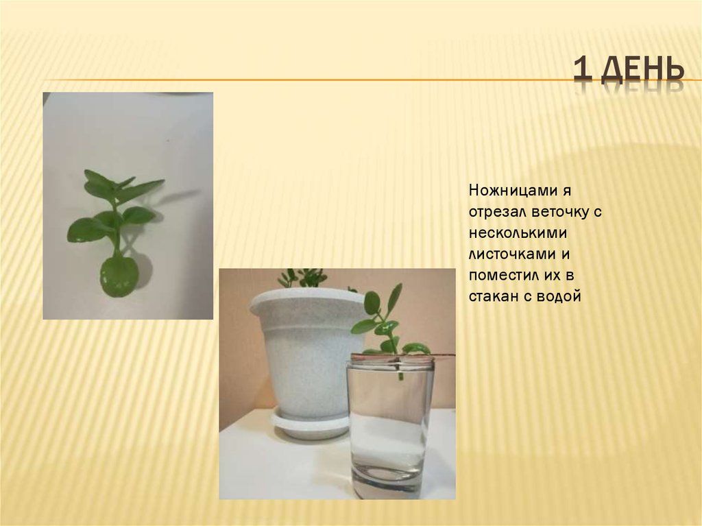 Биология 6 класс вегетативное размножение растений лабораторная
