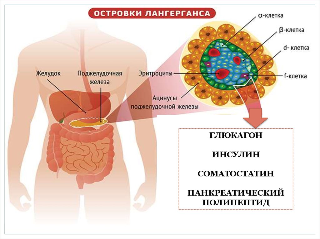Клетки лангерганса. Випома поджелудочной железы. Эндокринные островки поджелудочной железы. Глюкагонома поджелудочной железы. Эндокринные опухоли поджелудочной железы.