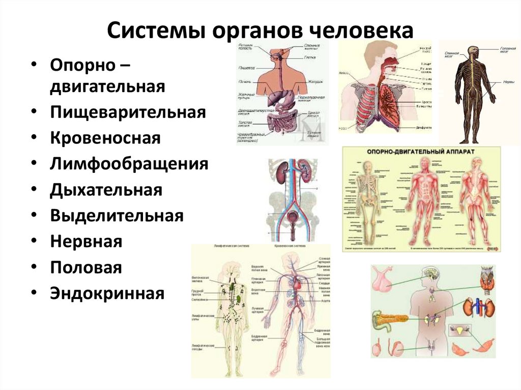 Тест органы системы органов человека
