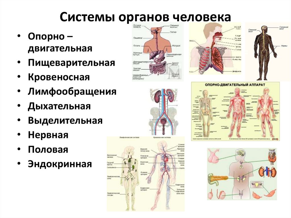 Системы органов фото