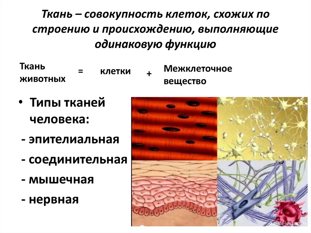 Клетки сходные по строению